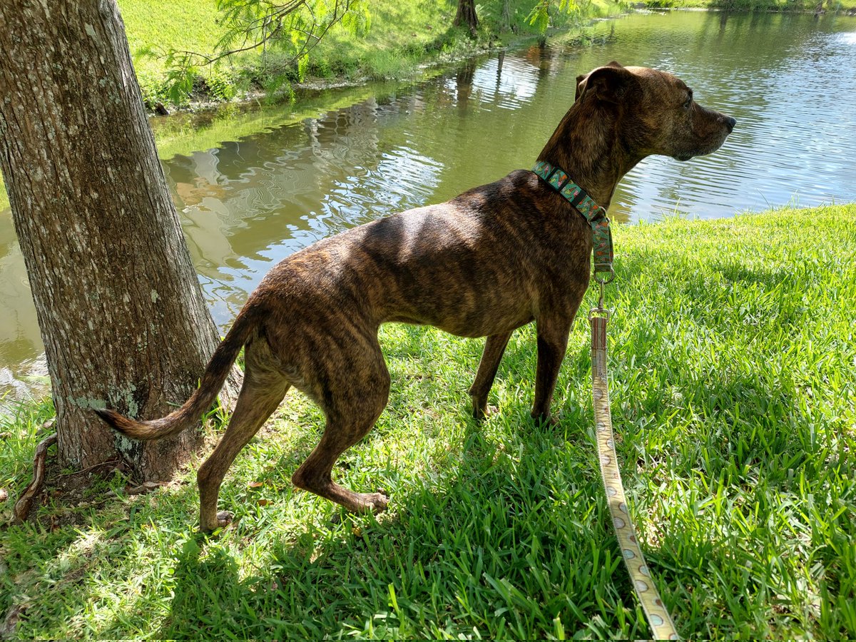 JPorkchop's tweet photo. I was told there's raccoons lurking about. I will tree 'em!! I was made for this!  *no raccoons were harmed or seen. But a girl can dream! #plotthoundmix #dogsoftwitter #dogsarefamily #brindledog https://t.co/1eBy8AXCOZ