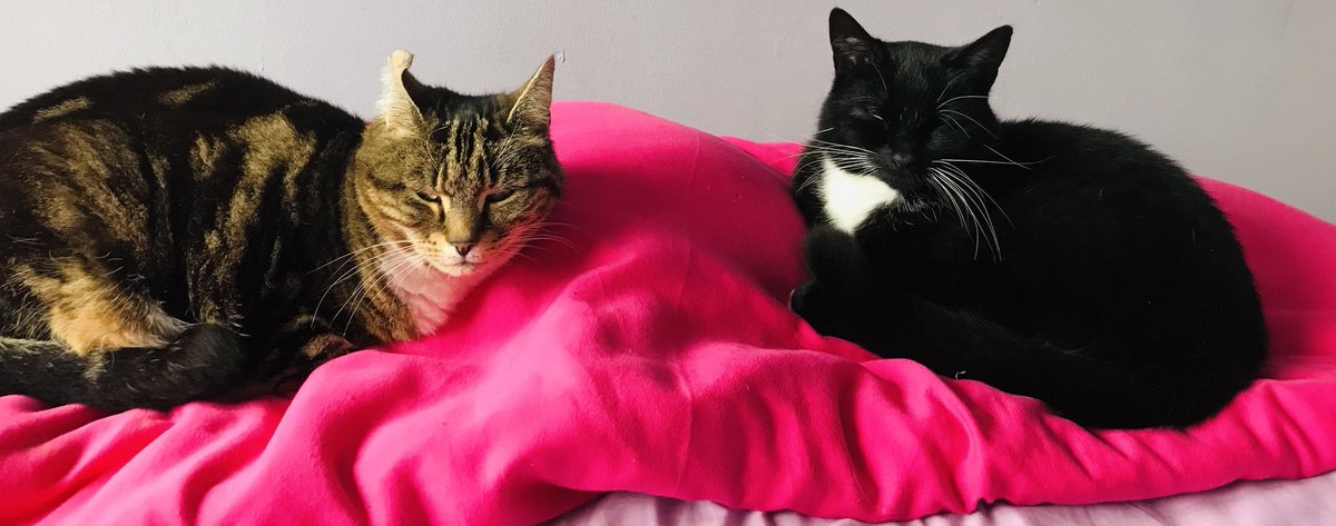 JudithNisbet's tweet photo. We are the reason mummy can't have nice things #cathairs #CatsOfTwitter https://t.co/qBpvNBUBm0