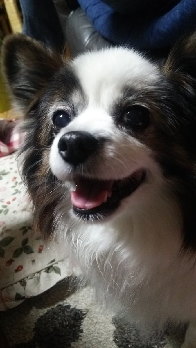 かくいう本日はうちのかわいい愛犬の命日🐕‍🦺🙏 