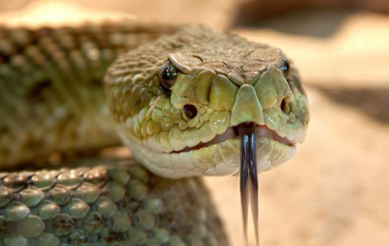 CoolFMPH's tweet photo. #QuestionForDigestion
#SaturdayAfternoonGroove with @IkeUrbano
Today is World Snake Day. What is or what are your favorite things about snakes? Any...πππ³π¨ #WorldSnakeDay
Listen Live π» https://t.co/NmCE6RFyKw https://t.co/zJVOPYHtpD