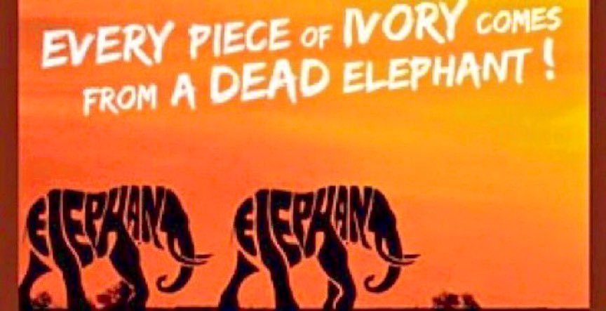 IF you buy IVORY, you've just created the demand for another elephant to be killed‼️😔🥺💔
#poaching #ivoryfree #wildlifecrime #awareness #Complicit #wildlifeprotection  🐘💖