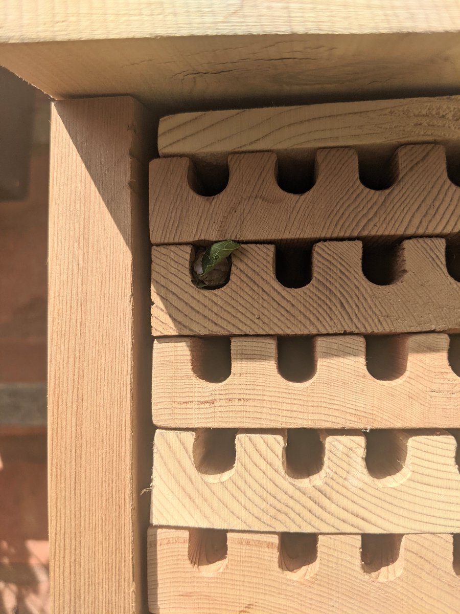 AngeJLee's tweet photo. 7th July this new solitary bee house was put up & a Leafcutter bee started work on it within 30minutes. Today she finally completed filling the cavity! Good job little gal & thankyou for choosing this house for the next generation of bees! 🐝🥰 #bees #SolitaryBees #BeesUK https://t.co/phxnkIIHnO