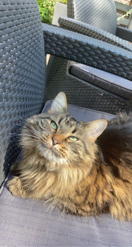 edwardsander's tweet image. Kiska turns 5 year old!! #classy #Caturday