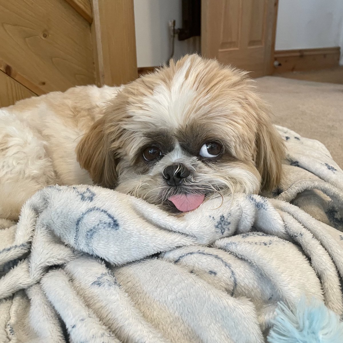cuddlycooper's tweet photo. Anything that gets left on the floor for longer than three minutes becomes my bed. Those are the rules 😌 https://t.co/IioGSVZPcE