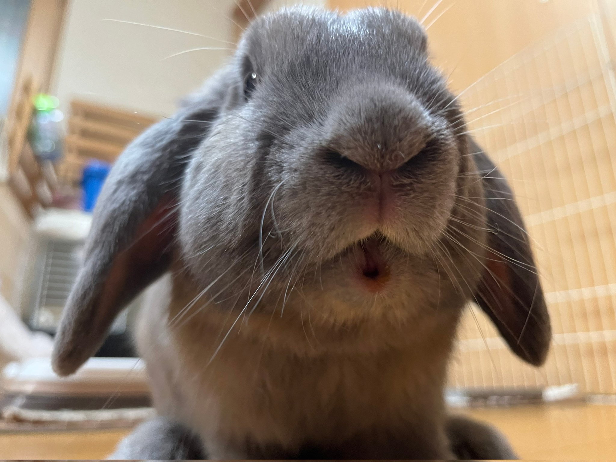 ぴぃちゃん With むぅ むぅ どあっぷ土曜日 ﾟ ﾟ っ Good Night うさぎ Rabbit ウサギ うさぎ好き ドワーフロップイヤー Dwarflopear うさぎのいる生活 うさぎと暮らす うさぎ好きさんと繋がりたい 癒し T Co
