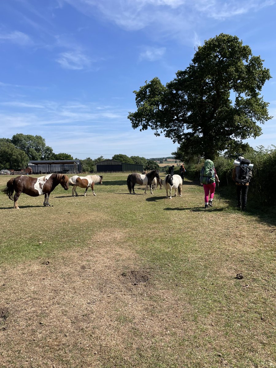 Ponies have come to say hello