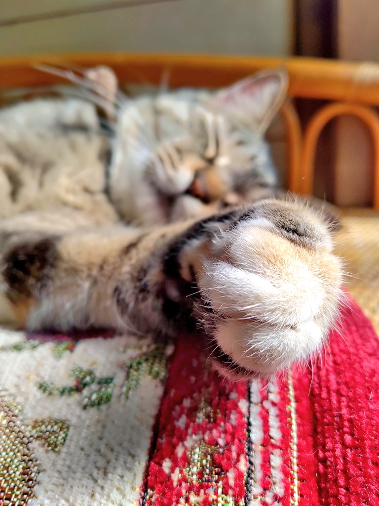 تويتر 猫パンチ البحث في تويتر