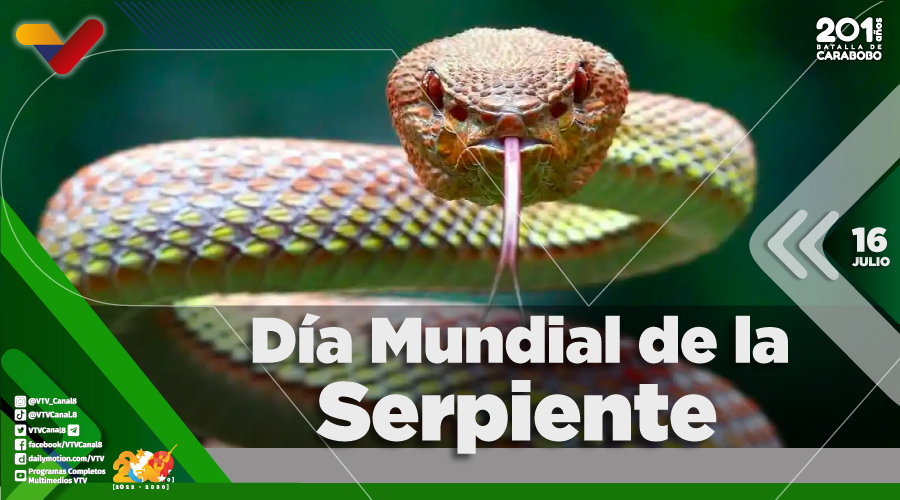 #EFEMÉRIDE🗓️| Las serpientes son animales que forman parte de la fauna salvaje del planeta. Al respecto, el Día Mundial de la Serpiente busca crear conciencia sobre la preservación de estos majestuosos reptiles, además de prevenir sus letales mordeduras.

#InfluyeEnLaNuevaÉpoca