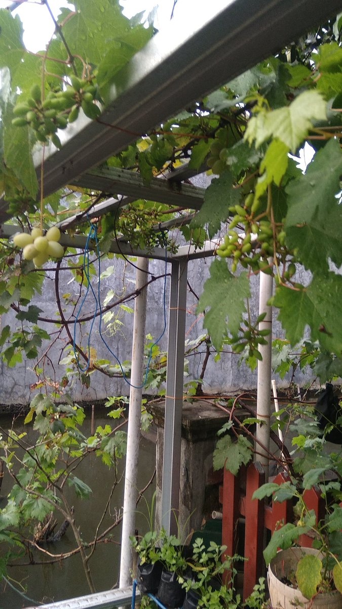 Inilah faktanya bukan katanya... 
Tetap produktif meski beberapa kali terendam rob... Salim poro senior pengangguran.. <a href="/apri_adi08/">APRIADI</a>  <a href="/TrigonaSeno/">TANPA SENGAT</a>