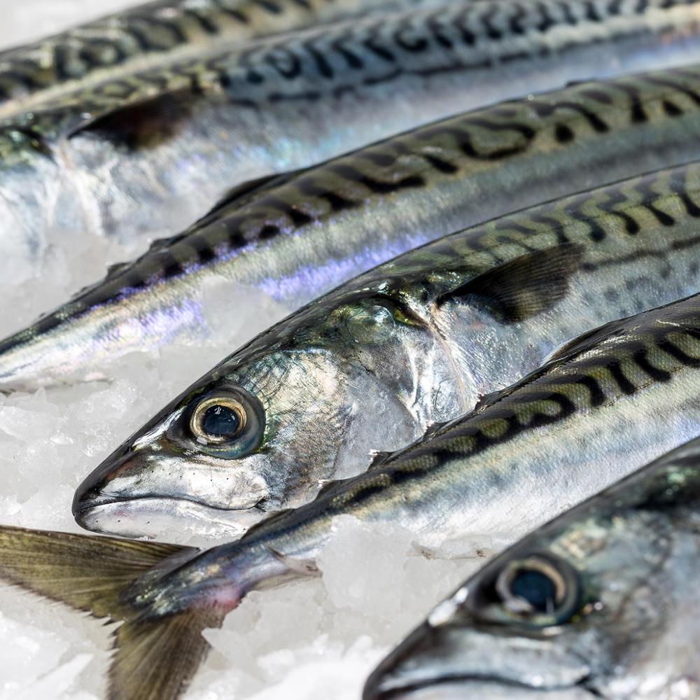 ExportTraders's tweet image. Frozen Atlantic mackerel.
Available Sizes: 200/ 300gr, 300/ 400gr, 400/ 500gr, 500/ 600gr  

Check our website for more details..