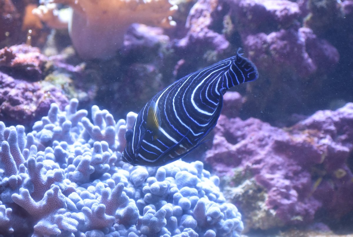 A Trr Line 3955 キイロハギの水槽に サザナミヤッコ の幼魚もいた 幼魚は 紺色の体色に白い横帯がある事が特徴 この横帯が さざなみ のような形をしている 成魚になると さざなみ模様が消える また体色も 黄色がメインに変わる 千葉県より南の