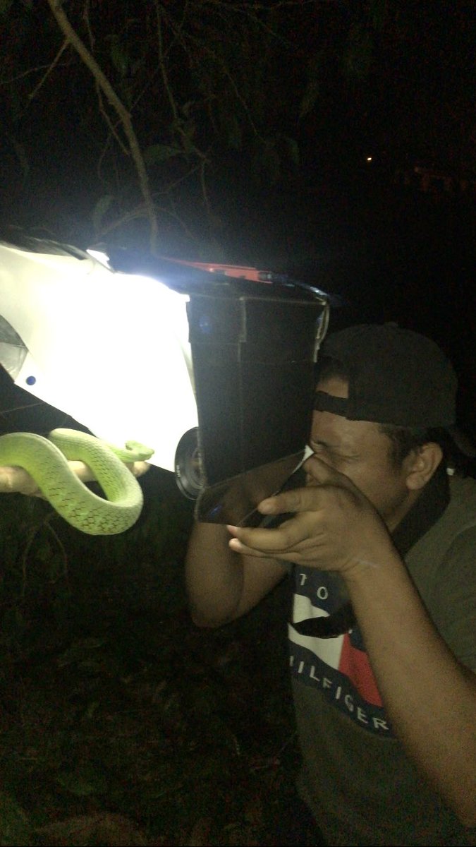 yusufffffffff_f's tweet photo. Gambar ular kapak cameron highlands dan disebalik tabir cara kami ambil gambar. Ular kapak cameron highlands ni endemik ye maknanya dia species yang ada dekat CH je. Kalau kena patuk ni, potong tangan la jawabnya haha. Apa guna kadbod putih tu? https://t.co/tq5LwgCGQx