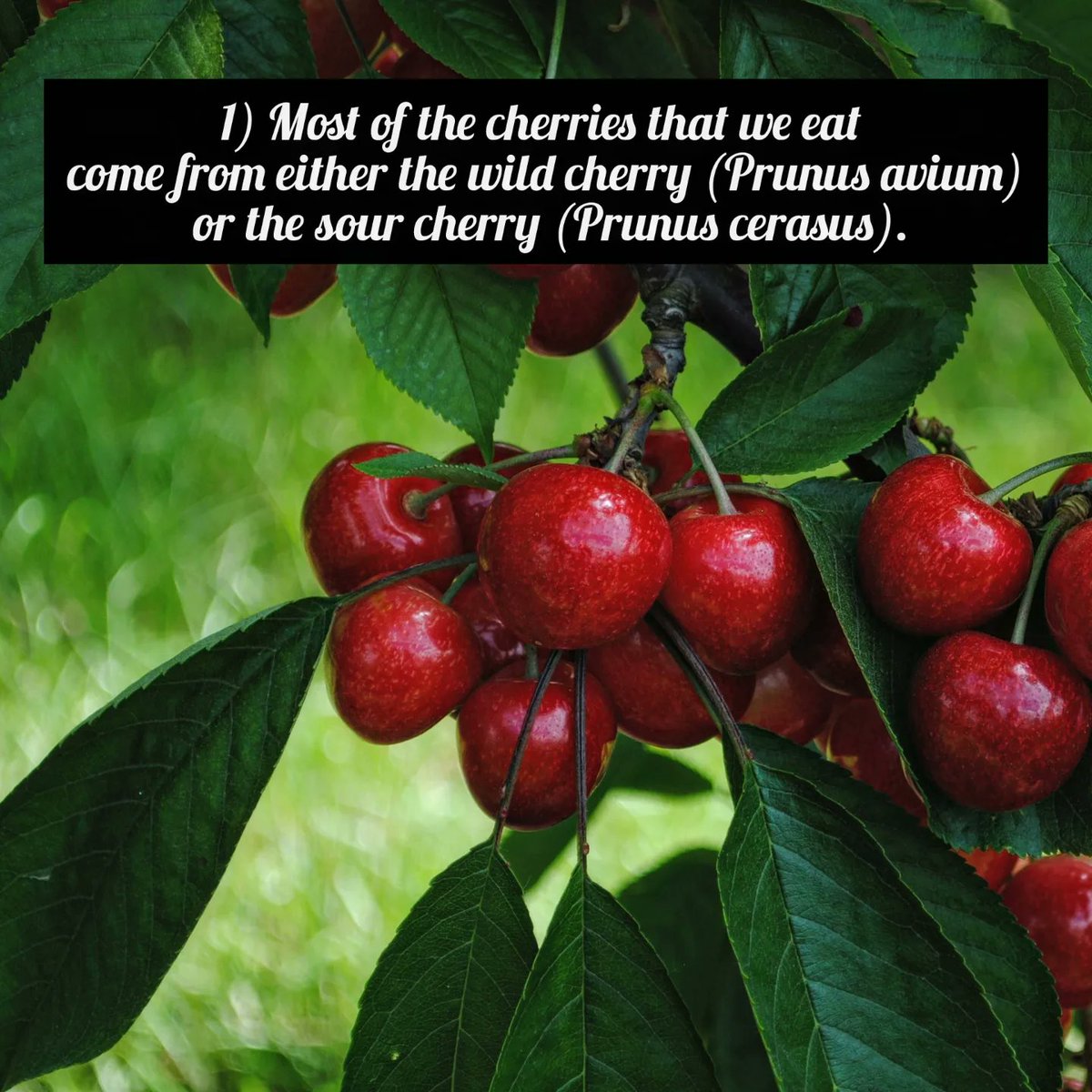 Cherry Trivia 1 - for National Cherry Day. You can order a box online. 🍒🌳🍒
#cherries #cherryday #cherry #nationalcherryday #kentcherries #britishcherries #farming