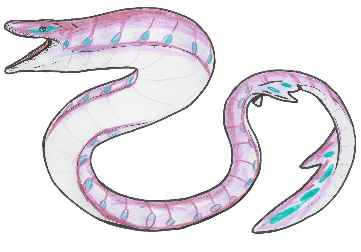 Stinchy OvO on X: HE Aurora serpent of the Reefs, a large Palaeophid snake  that specializes in bottom dwellers.  / X