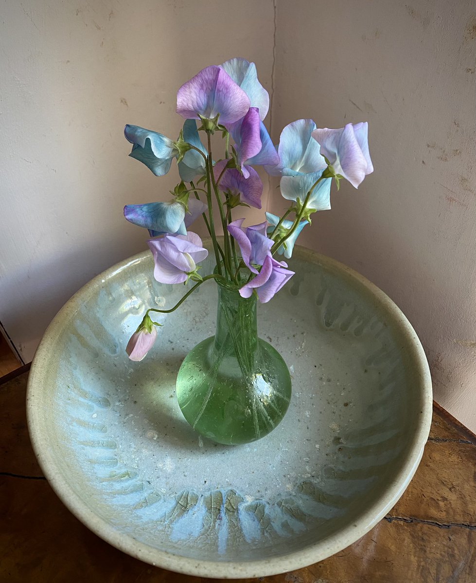 An unusual sweet pea that starts off pink but turns turquoise over time. #garden #sweetpeas #grownfromseed #gardenflowers