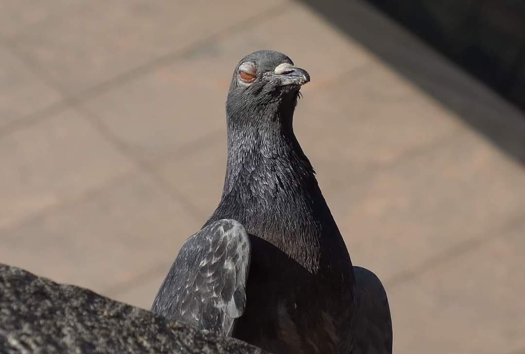 Buttcrack Nelson (@floamymagee) on Twitter photo 