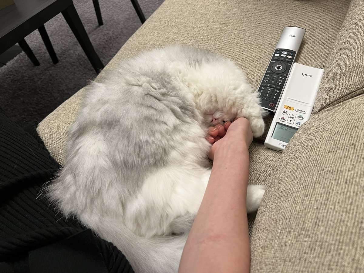 FUKADA_CAT tweet picture