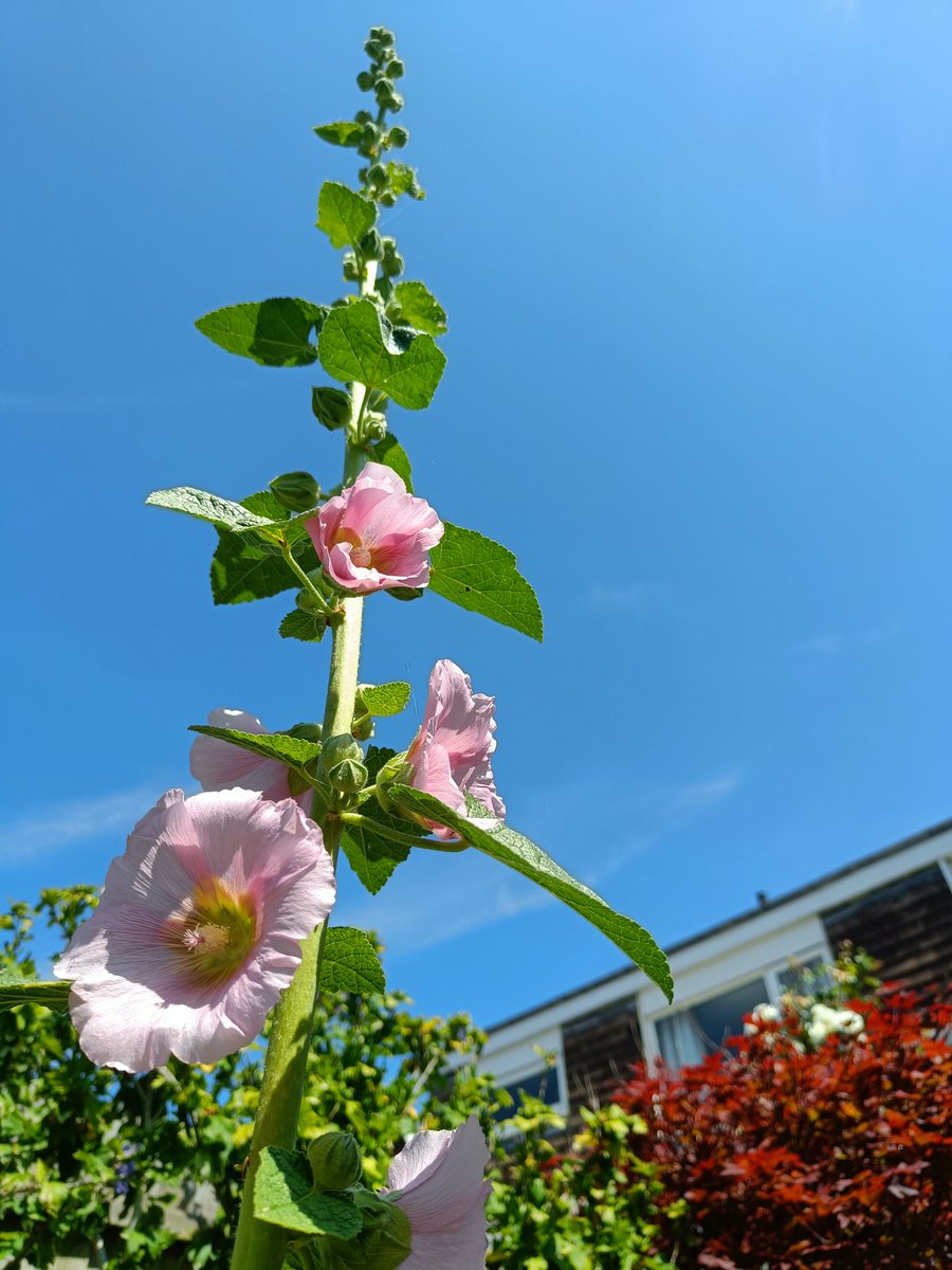 #gardenersworld #hollyhocks this one has popped up in a crack of the paving slabs and is loving it .