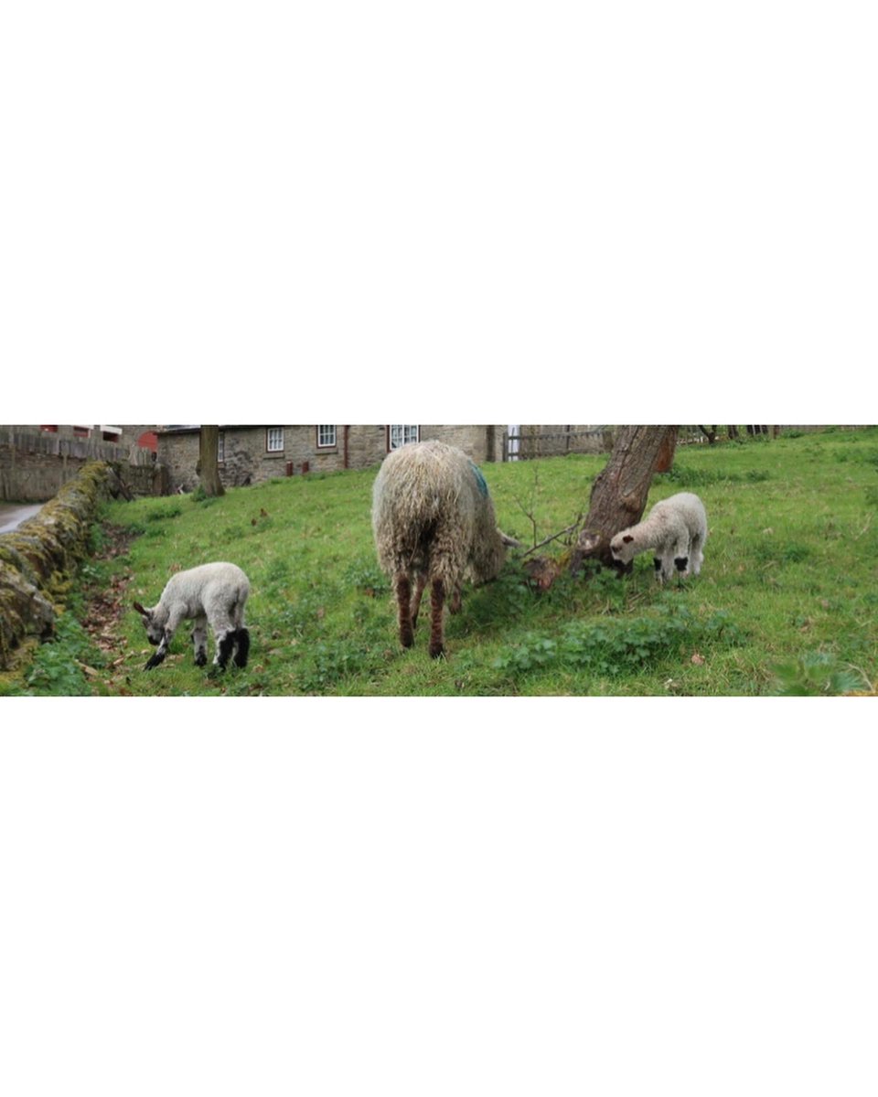 LouiseMarksArt's tweet photo. This morning’s #coffeetimesketch of this curly haired lamb spotted at Beamish Museum in April. Pencil in @silvineoriginal Please swipe to comments for a time lapse. #lamb #beamishmuseum #draw #sketch https://t.co/QbJLnduz46