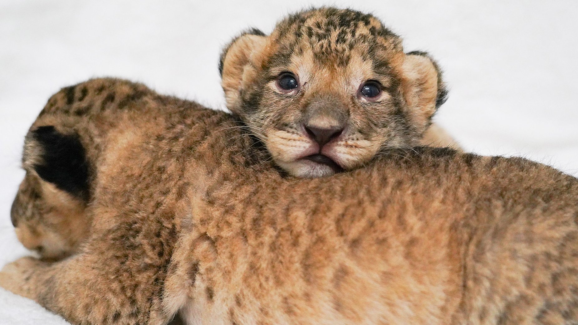 富士サファリパーク公式 ミルク飲んだら すぐに眠くなります ライオンの赤ちゃん T Co Mmdjtdv5hg T Co Ncarcwjvcl Twitter