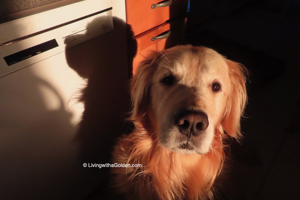 Good Morning Mom! I bet you're wondering why my Imaginary Friend and I woke you so early. #SaturdayMorning #DogsOfTwitter #ICanExplain