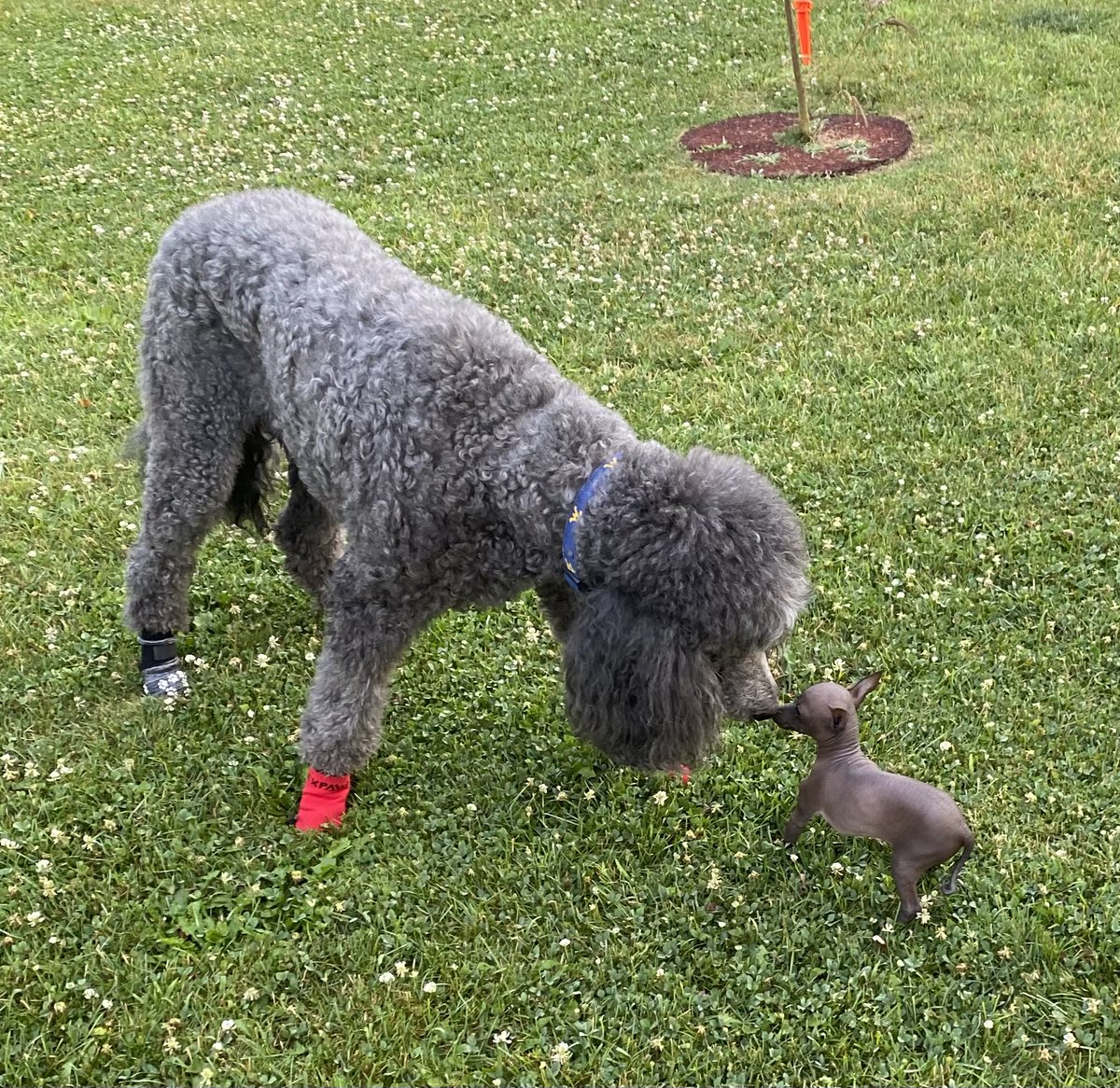 I made a new friend yesterday! Welcome to the neighborhood, little one!