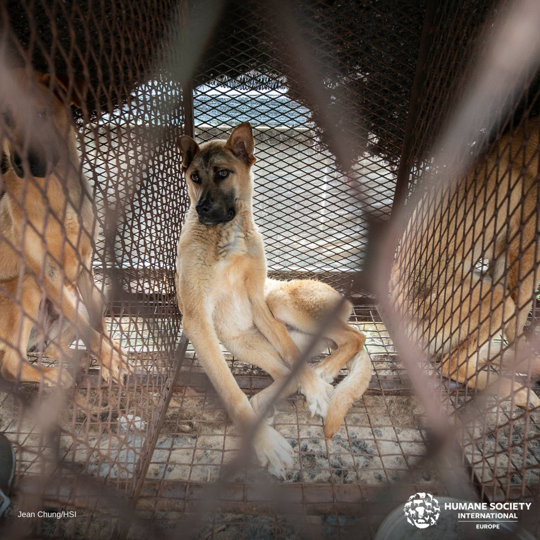 humaneworldita's tweet photo. 🌡 Oggi è #ChoBok, il 1° giorno più caldo dell'estate secondo il calendario lunare e il 1° giorno delle crudeli celebrazioni del #BokNal in Corea del Sud.
🚫 Aiutaci a fermare questa crudeltà 👉 https://t.co/TIqKJUhp1H https://t.co/24HbtUsIv3