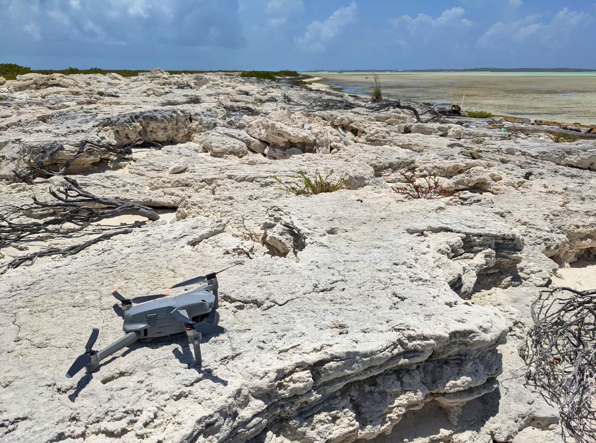 RhiAustin's tweet photo. Another bird in the air counting birds for us today on the TCIs! @TCISeabirds @Nautical_Neil #TCINationalTrust #DECR #TCRF @RSPBScience @BigBlueTCI @SEG_UL @BirdLifeAmerica @Darwin_Defra @BirdsCaribbean https://t.co/C3Ri3ZXqT7