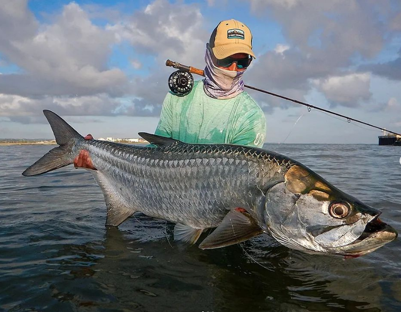 ZZ_Troutski's tweet photo. Sweet Tarpon
@orlymulletfly
The size for having fun....wet the backing 🤙🏼🏝
#tarpon #tarponflies #tarpononfly #tarpononthefly #snook #snookflies #fatsnook #snookonfly #snookonthefly #peacockbass #bonefishonfly #permitonfly #palometa #jackonfly #flyfishing #glassisnotdead #8wt https://t.co/9EZkZ293vd