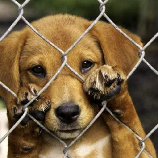 Corigliano Rossano. Scoperto ricovero abusivo con  14 cani in un uliveto - informazionecomunicazione.it/corigliano-ros…