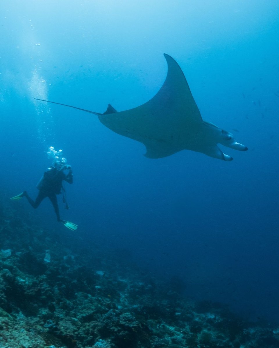 Milaidhoo's tweet photo. Today we celebrate International Women Divers' day! Tag a friend you'd like to dive with in the Maldives! Start planning your underwater adventure via https://t.co/RQWvJcFU6m https://t.co/To5e9Y1FgA
