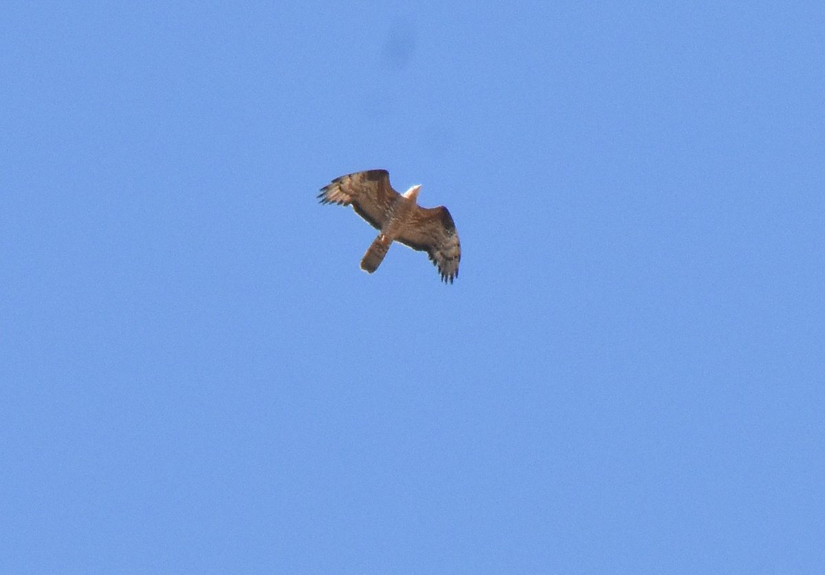 coffeykathy69's tweet photo. Quiet day for honies yesterday but better this morning... fingers crossed they'll get closer before we leave.... even the common buzzards are pretty.... #honeybuzzards #Norfolk #nature #roadtrip2 https://t.co/3JfRqChTeM