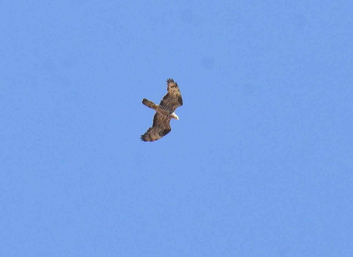 coffeykathy69's tweet photo. Quiet day for honies yesterday but better this morning... fingers crossed they'll get closer before we leave.... even the common buzzards are pretty.... #honeybuzzards #Norfolk #nature #roadtrip2 https://t.co/3JfRqChTeM