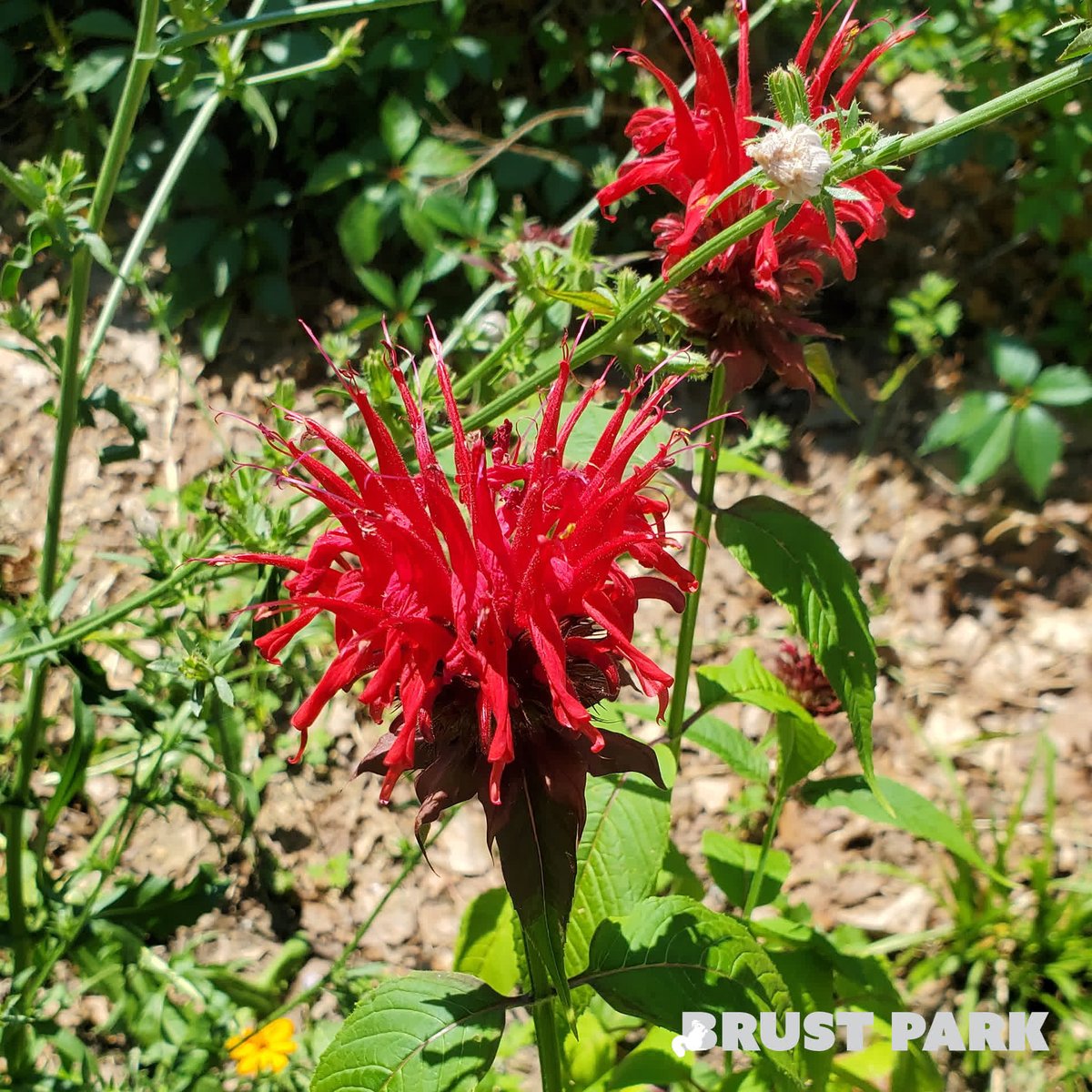BrustParkBronx's tweet photo. The Scarlet Beebalm growing nice and tall in Upper Brust Park
#brustpark #park #beebalm #flower #plant #plantlove #fortheloveofplants #instabest #bronx #nature #garden https://t.co/fg3upOqHLy