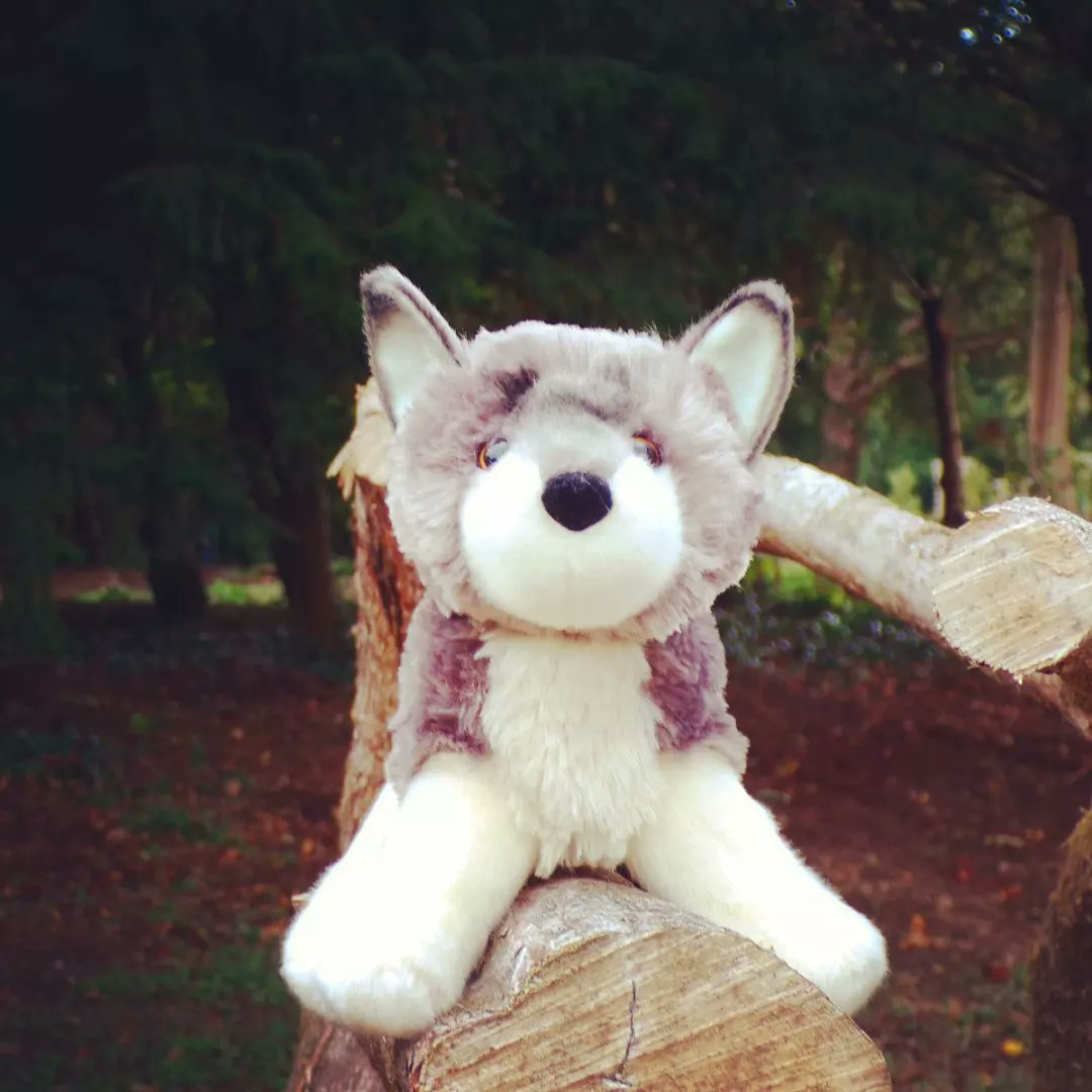Say howlo to our new channel mascot who will be accompanying me on some of my travels 🐺

Here he is chilling out at Avondale House in Co Wicklow after a visit to #beyondthetreesavondale more about this trip will be coming up on our blog on Ko-Fi soon 🙌

#wolf #wolflife #ireland