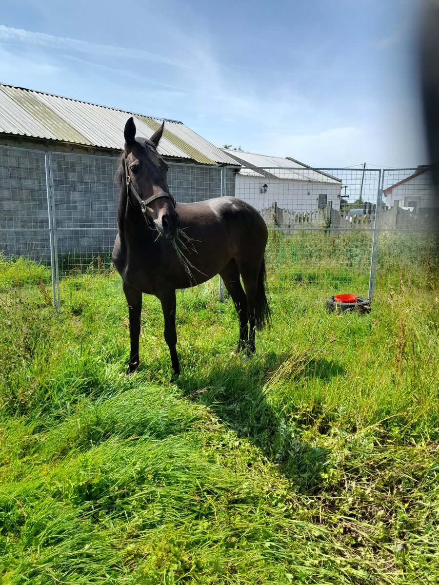 3 Yr old Libertarian Filly settling in after coming from @tatts_ireland . Ready for breaking. #analyticstables
