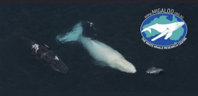 Thank you everyone from around the Planet for your concern regarding the white whale washed up in Victoria, Australia. The White Whale Research Centre will make an announcement tomorrow morning via our media spokesperson <a href="/VanessaPirotta/">Dr. Vanessa Pirotta</a> Please stay Positive #Migaloo #WhiteWhale
