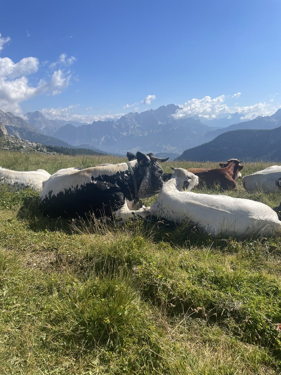 TGAWItaly22's tweet photo. First stop….Col Colle Lucia #lookatthatview #cowswithbells #teamItaly22 #blueskies https://t.co/QXtzd02K6Q