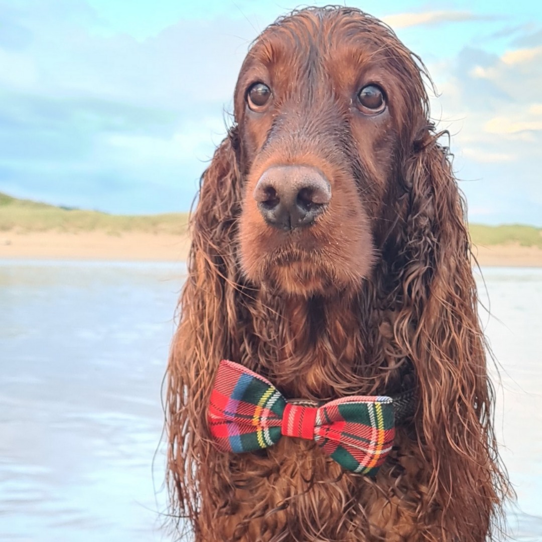 BowjangleDogs's tweet photo. Yes it was me!
https://t.co/VsYEWI2Xcx
#bowjangle #dogbowtie #dogaccessories #summer2022 #celebrate #partyplanner #justforfun #irishsetter Fabric from @ScotlandShop https://t.co/NErZVbqW4n