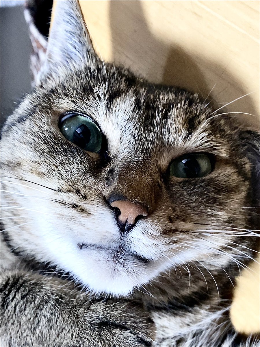neverworldLove's tweet photo. 疲れた(*´∀｀*;)
今日はドアップ曜日ですね！✨
猫様のドアップドアップをどぞーっ！p🍑q*´꒳`*)
#土アップ祭 #土アップ祭り #土アップ
#シマホネコダスケ #シマホイヌダスケ #ピュリナと一緒に
#猫のいる生活 #猫好きな人と繋がりたい https://t.co/cQTUGuumGF