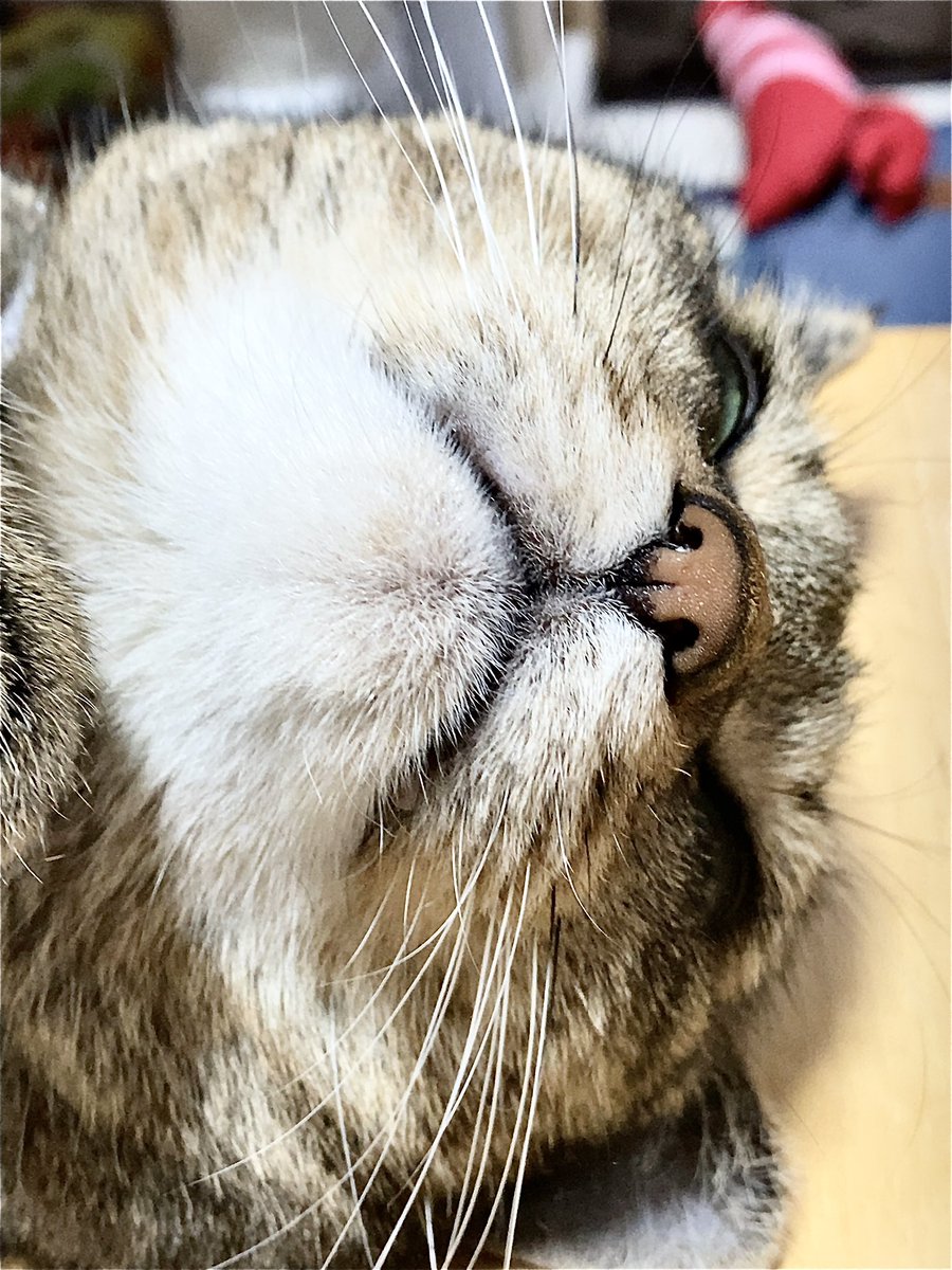 neverworldLove's tweet photo. 疲れた(*´∀｀*;)
今日はドアップ曜日ですね！✨
猫様のドアップドアップをどぞーっ！p🍑q*´꒳`*)
#土アップ祭 #土アップ祭り #土アップ
#シマホネコダスケ #シマホイヌダスケ #ピュリナと一緒に
#猫のいる生活 #猫好きな人と繋がりたい https://t.co/cQTUGuumGF
