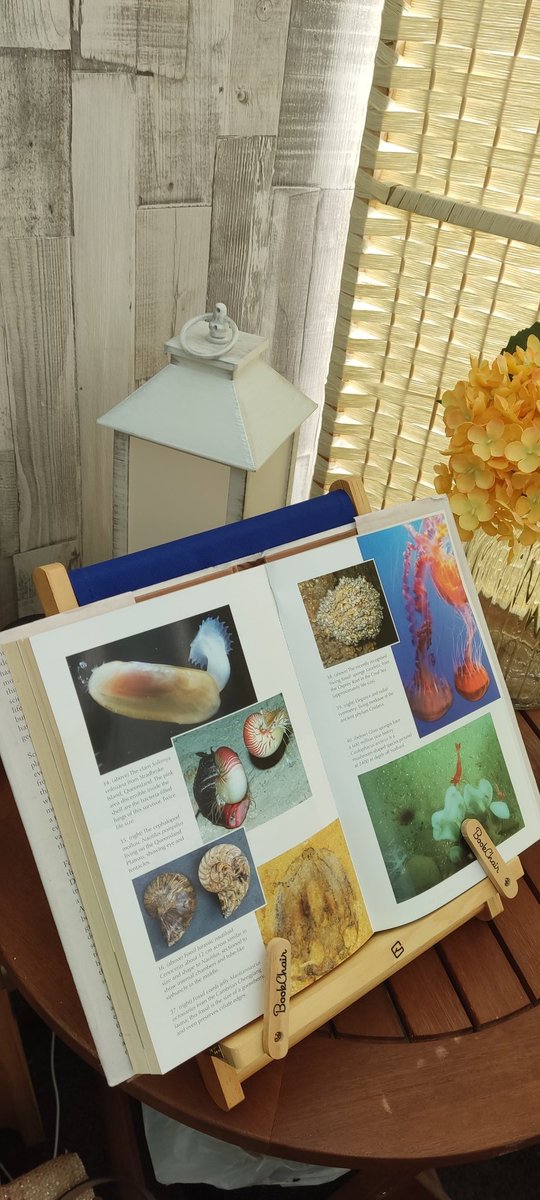 2ShelfLove's tweet image. So happy with this #BookChair I found in a charity shop in Stafford. And the Richard Fortey I found in another 😍