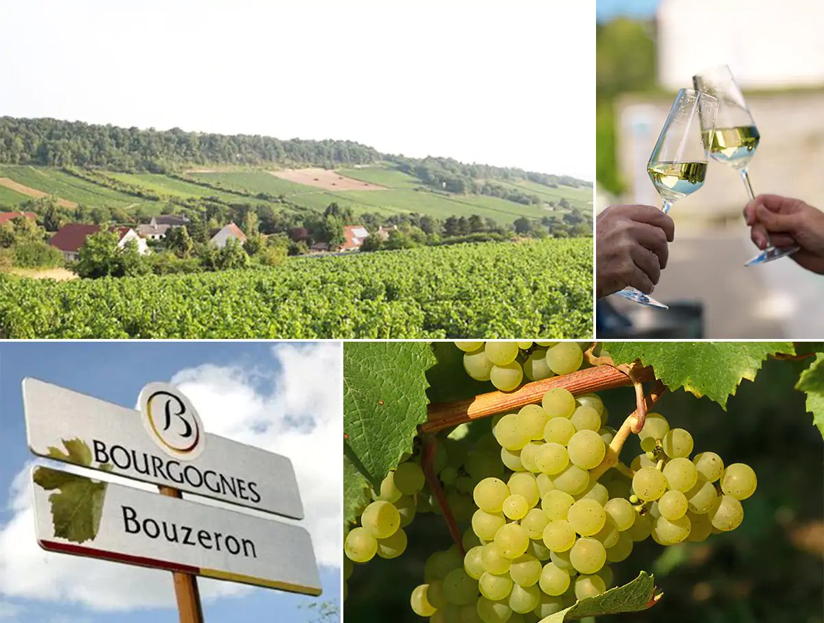 EldenSelections's tweet photo. #Burgundy #Aligote #Bouzeron #Cruchandeau #DeVillaine
@EldenSelections
https://t.co/t7kofWg4Bj
Bouzeron https://t.co/15XQFPOL2J https://t.co/OlGI6kHPKE