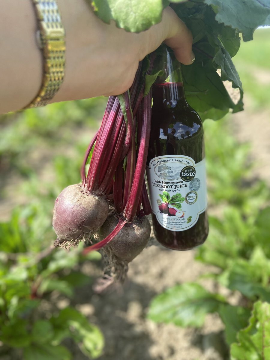 feigherysfarm's tweet photo. Not far away now @theapplefarmer ๐
#beetroot crop is coming along nicely
New season #irishbeetroot for pressing/bottling just around the corner ๐ท https://t.co/CthkWR1BxE