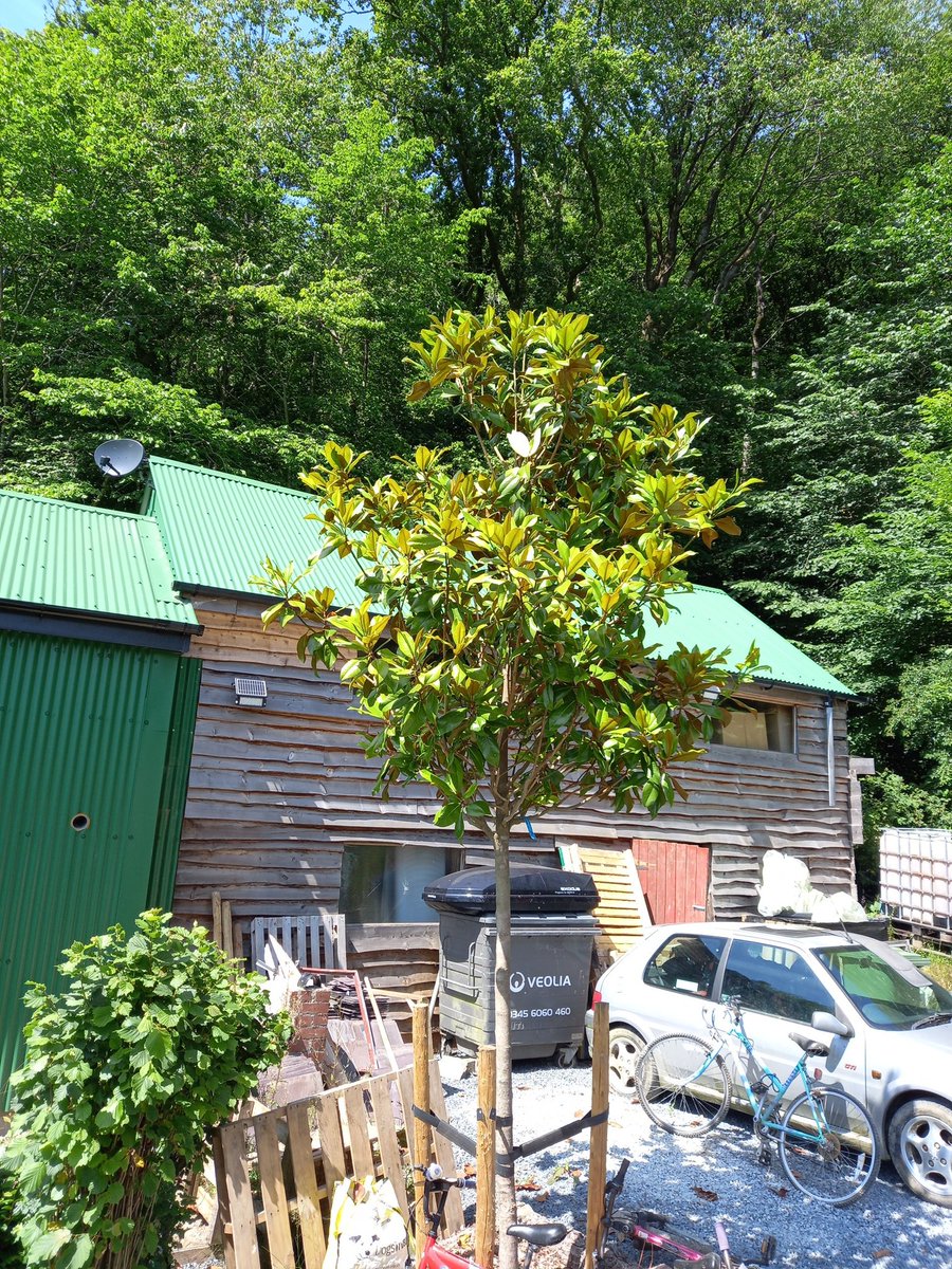 RussellHorsey's tweet image. Here in sunny West Wales our new magnolia grandifloras are both in bud and this morning our first flower #TreePlanting with climate change we are adapting our designs so we still get right tree in the right place #TreeDesign @MsTreeRa the low staked tulips have rooted after 1 Yr