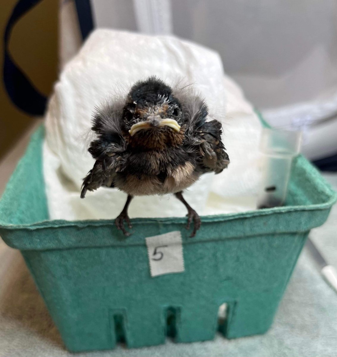 wildbirdfund's tweet photo. This fledgling barn swallow will fight you AND the 🐎 you rode in on. 

📷: Phyllis Tseng https://t.co/Y5FN4Fb5sX