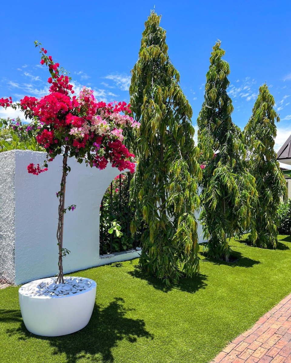 Pretty in pink. #Bougainvillea #AshokaTrees #fiberglassplanter

Shop this planter here: bit.ly/3o51xX1

📷: The Plant Guy