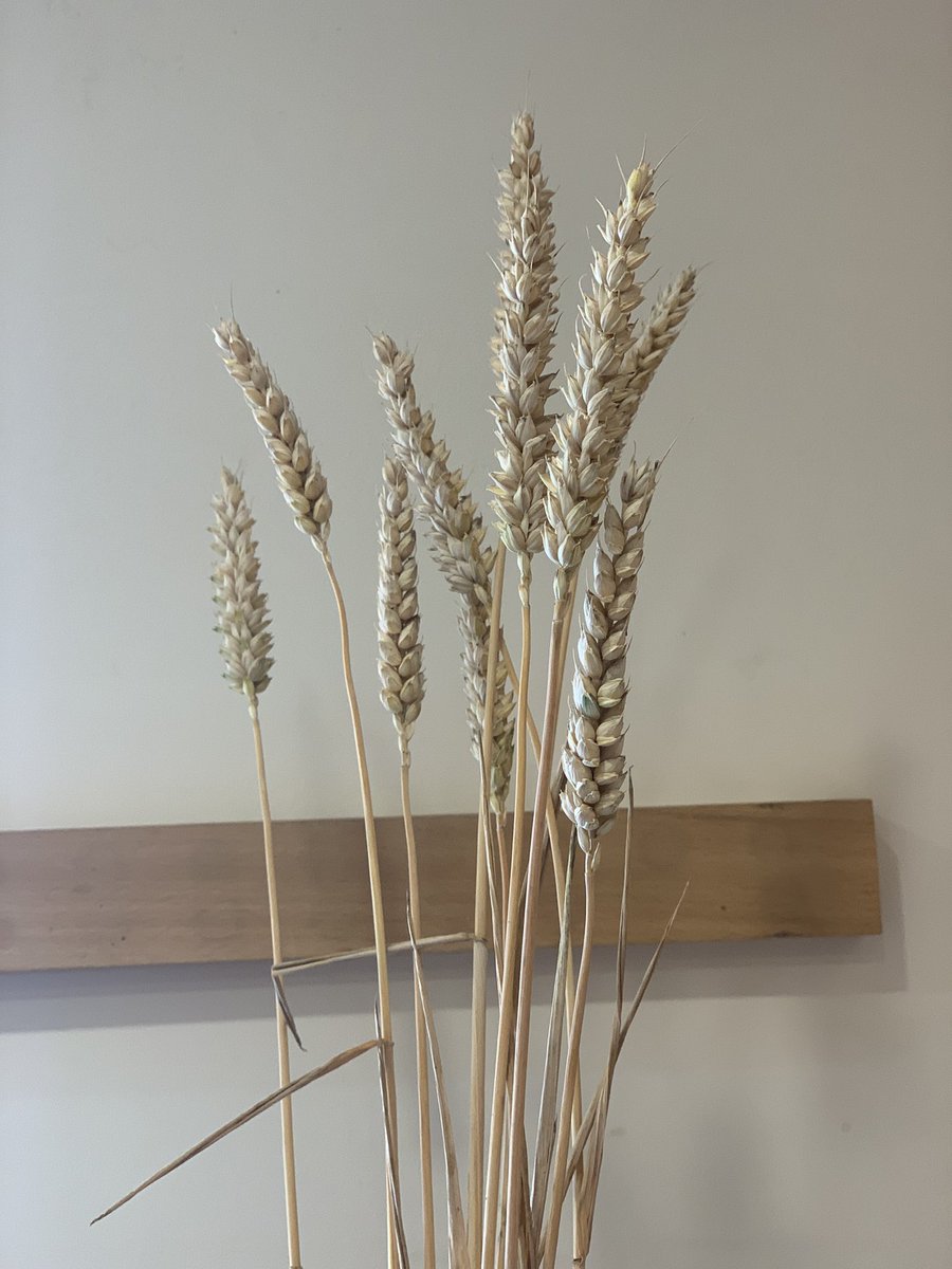 AgriSpecTom's tweet photo. Normal people bring flowers back home for their partners… #wheat #syngenta #harvest2022 https://t.co/JtRU0f4saR