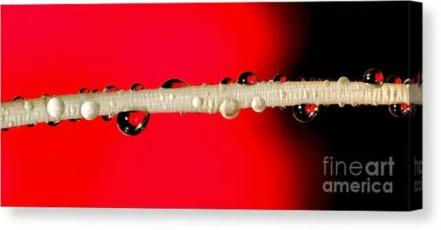 KayeMenner's tweet image. #Refractions of a#Red #Rose #Canvas #Print / Canvas #Art by Kaye Menner buff.ly/3yHwAx7