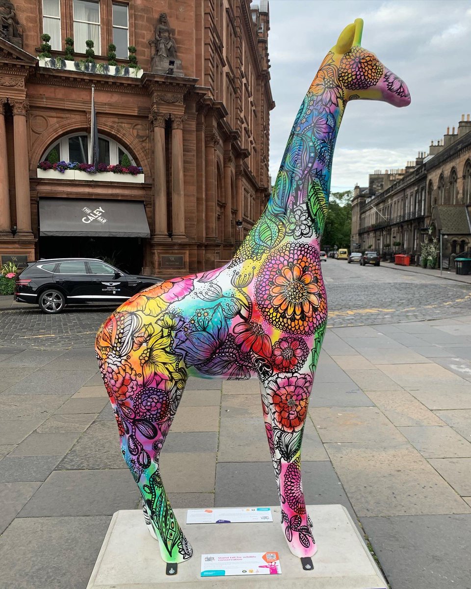 En ce moment il y a plein de girafes 🦒 à Édimbourg 😍. #giraffeabouttown #visitedinburgh #edimbourg